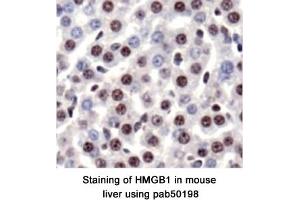 Image no. 1 for anti-High Mobility Group Box 1 (HMGB1) (AA 100-200) antibody (ABIN363507) (HMGB1 Antikörper  (AA 100-200))
