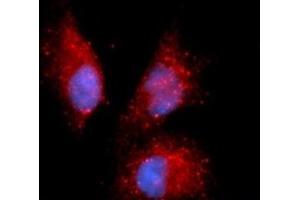 Immunofluorescence (IF) image for anti-Complement Factor P (CFP) (AA 28-469) antibody (APC) (ABIN5565188) (CFP Antikörper  (AA 28-469) (APC))
