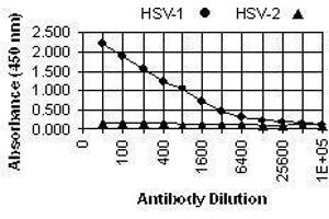 ELISA image for anti-Herpes Simplex Virus Type 1 ICP4 (HSV1 ICP4) antibody (ABIN265556) (HSV1 ICP4 Antikörper)