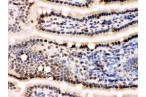 IHC testing of frozen mouse small intestine tissue with LMNB1 antibody. (Lamin B1 Antikörper  (AA 266-583))
