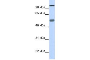 Western Blotting (WB) image for anti-DEAH (Asp-Glu-Ala-His) Box Polypeptide 32 (DHX32) antibody (ABIN2458244) (DHX32 Antikörper)