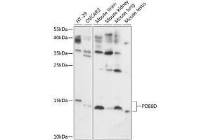 PDE6D 抗体  (AA 1-150)