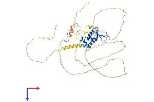 FOXA1 Protein (AA 1-472) (His tag)