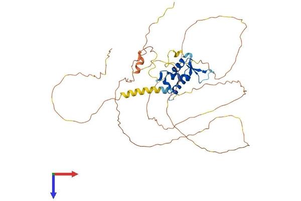 FOXA1 Protein (AA 1-472) (His tag)