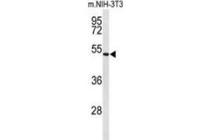 Western blot analysis of Fibulin-4(arrow) in mouse NIH-3T3 cell line lysates (35ug/lane) using Fibulin-4  Antibody  (C-term). (FBLN4 Antikörper  (C-Term))
