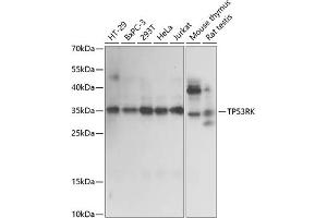 Western blot analysis of extracts of various cell lines, using TP53RK antibody (ABIN7270864) at 1:1000 dilution. (TP53RK Antikörper  (AA 1-253))