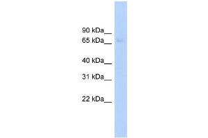 Human HepG2; WB Suggested Anti-ABCF2 Antibody Titration: 0. (ABCF2 Antikörper  (Middle Region))