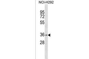 GDF5OS Antibody (C-term) (ABIN1536843 and ABIN2850030) western blot analysis in NCI- cell line lysates (35 μg/lane). (GDF5OS Antikörper  (C-Term))