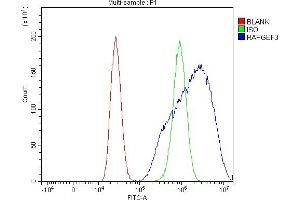 anti-Rap Guanine Nucleotide Exchange Factor (GEF) 3 (RAPGEF3) (AA 49-881) antibody