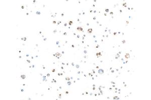 Immunocytochemistry (ICC) image for anti-Interferon Regulatory Factor 1 (IRF1) (AA 250-300) antibody (ABIN7454011)
