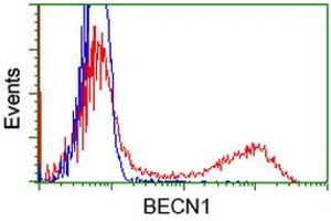 Image no. 3 for anti-Beclin 1, Autophagy Related (BECN1) antibody (ABIN1496865) (Beclin 1 Antikörper)