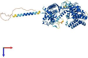 KEL Protein (AA 1-732) (His tag)