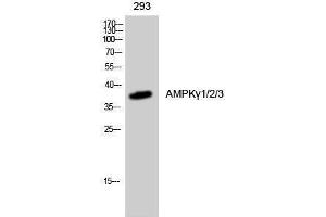 Western Blotting (WB) image for anti-AMPK gamma 1/2/3 (Internal Region) antibody (ABIN3173779) (AMPK gamma 1/2/3 (Internal Region) Antikörper)