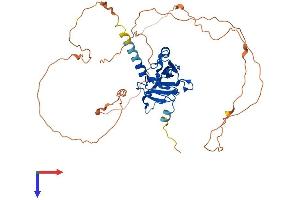 GCM1 Protein (AA 1-436) (His tag)