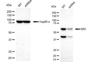 Western blotting analysis using SRC antibody (ABIN7800052).