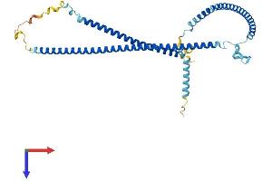 RIBC1 Protein (AA 1-379) (His tag)