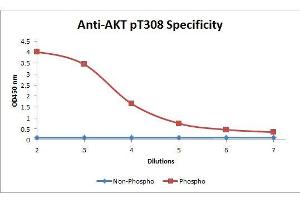ELISA of Mouse anti-Akt phospho T308 Biotin Conjugated antibody. (AKT1 Antikörper  (Internal Region, pThr308) (Biotin))