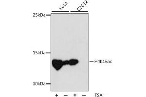 Western blot analysis of extracts of various cell lines using Acetyl-Histone H4-K16 Polyclonal Antibody at dilution of 1:1000. (Histone H4 Antikörper  (acLys16))