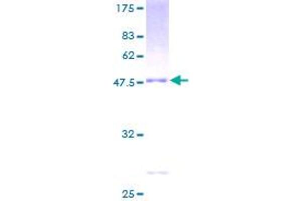 RGS1 Protein (AA 1-196) (GST tag)