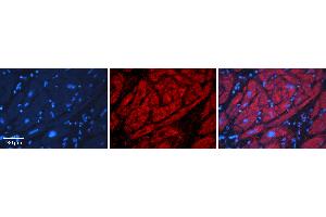 Rabbit Anti-ADH1B Antibody   Formalin Fixed Paraffin Embedded Tissue: Human heart Tissue Observed Staining: Cytoplasmic Primary Antibody Concentration: N/A Other Working Concentrations: 1:600 Secondary Antibody: Donkey anti-Rabbit-Cy3 Secondary Antibody Concentration: 1:200 Magnification: 20X Exposure Time: 0. (ADH1B Antikörper  (N-Term))