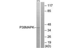 Western blot analysis of extracts from NIH-3T3 cells, treated with UV, using p38 MAPK (Ab-180) Antibody. (MAPK14 Antikörper  (AA 157-206))