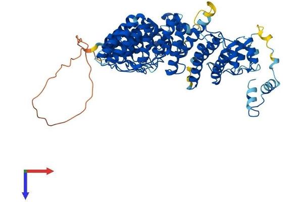 FEM1A Protein (AA 1-669) (His tag)