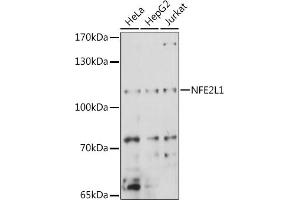 Western blot analysis of extracts of various cell lines, using NFE2L1 antibody (ABIN7268969) at 1:1000 dilution.