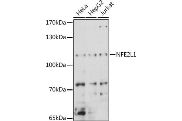 NFE2L1 Antikörper  (AA 515-772)