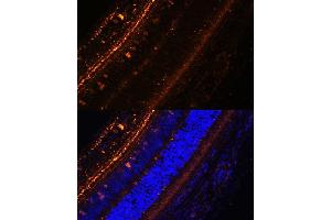 Immunofluorescence analysis of rat eye using KCNS2 Polyclonal Antibody (ABIN7269478) at dilution of 1:100 (40x lens). (KCNS2 Antikörper  (AA 1-187))