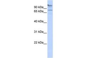 ZBTB49 抗体  (AA 575-624)