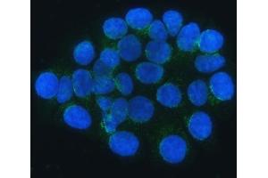IF analysis of SEC24C using anti-SEC24C antibody (ABIN7600303). (SEC24C Antikörper  (AA 178-1033))