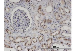 Immunoperoxidase of monoclonal antibody to MNDA on formalin-fixed paraffin-embedded human kidney. (MNDA Antikörper  (AA 311-407))
