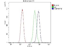 Flow Cytometry analysis of A549 cells using anti-LDHB antibody (ABIN4886658). (LDHB Antikörper  (AA 237-334))
