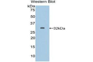 Western Blotting (WB) image for anti-Gap Junction Protein, alpha 5, 40kDa (GJA5) (AA 50-303) antibody (ABIN1858578) (Cx40/GJA5 Antikörper  (AA 50-303))
