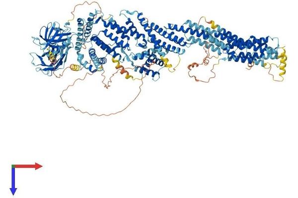 CADPS Protein (AA 1-1353) (His tag)