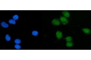 IF analysis of EIF1 using anti-EIF1 antibody (ABIN7600461). (EIF1 Antikörper  (AA 2-10))