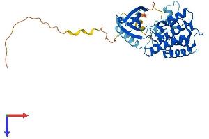 NEK6 Protein (AA 1-313) (His tag)
