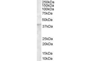 ABIN185275 (1µg/ml) staining of Human Bone Marrow lysate (35µg protein in RIPA buffer). (DKK1 Antikörper  (C-Term))