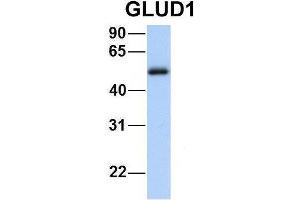 Host:  Rabbit  Target Name:  GNAS  Sample Type:  Human Fetal Heart  Antibody Dilution:  1. (GLUD1 Antikörper  (N-Term))