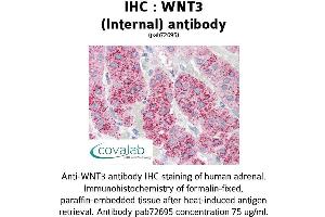 Image no. 1 for anti-Wingless-Type MMTV Integration Site Family, Member 3 (WNT3) (Internal Region) antibody (ABIN1740828) (WNT3 Antikörper  (Internal Region))