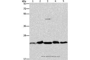 Western blot analysis of Mouse spleen and human fetal liver tissue, hela cell and mouse testis tissue, A431 cell, using THOC7 Polyclonal Antibody at dilution of 1:500 (THOC7 Antikörper)