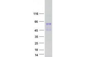 Validation with Western Blot (HNF4A Protein (Transcript Variant 5) (Myc-DYKDDDDK Tag))