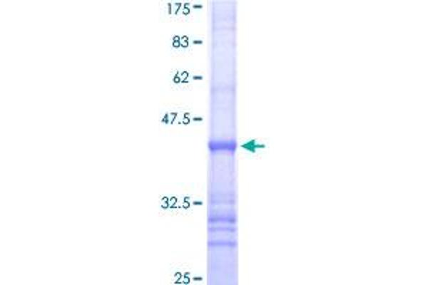 KLRF1 Protein (AA 69-166) (GST tag)