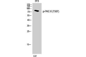 Western Blotting (WB) image for anti-Protein Kinase C, delta (PKCd) (pThr507) antibody (ABIN5957389) (PKC delta Antikörper  (pThr507))