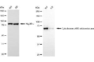 anti-P450 (Cytochrome) Oxidoreductase (POR) antibody