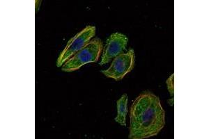 Immunofluorescence analysis of Hela cells using SCGB2A2 antibody (green). (Mammaglobin A Antikörper)