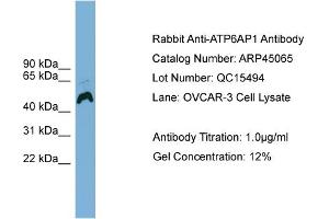 Western Blotting (WB) image for anti-ATPase, H+ Transporting, Lysosomal Accessory Protein 1 (ATP6AP1) (Middle Region) antibody (ABIN2782118)