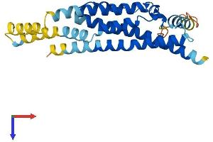 AlphaFold protein structure predicition of Human Recombinant C12orf60 Protein, UniprotID Q5U649
