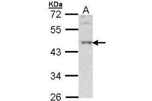 WB Image Sample (30 ug of whole cell lysate) A: Hela 10% SDS PAGE antibody diluted at 1:500 (B-Cell Linker Antikörper  (C-Term))