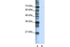 Western Blotting (WB) image for anti-Cleavage Stimulation Factor, 3' Pre-RNA, Subunit 2, 64kDa, tau Variant (CSTF2T) antibody (ABIN2462257) (CSTF2T Antikörper)